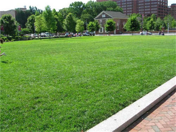 公园绿化草坪
