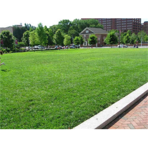 公园绿化草坪