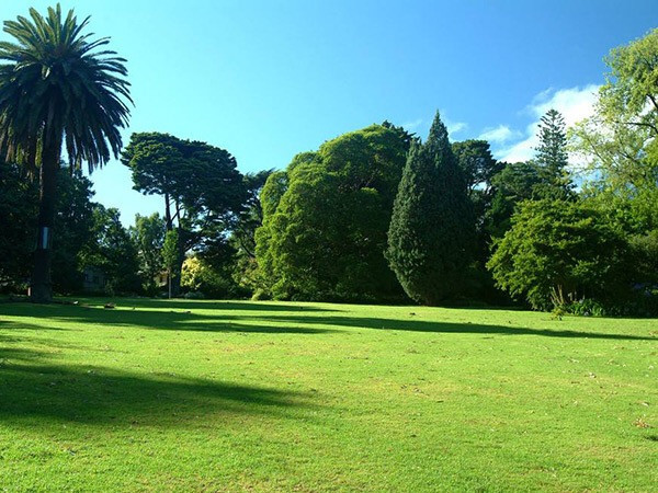 市政绿化草坪