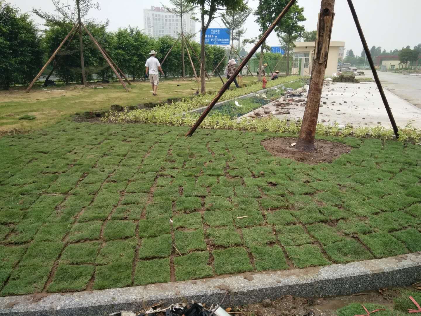 草皮绿化工程-台湾草皮工程案例