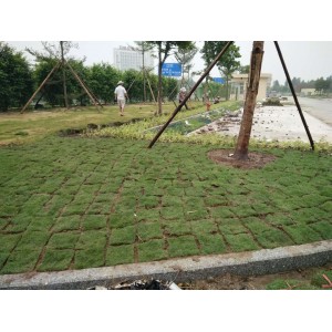 草皮绿化工程-台湾草皮工程案例
