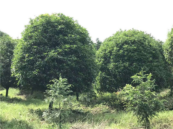 桂花基地