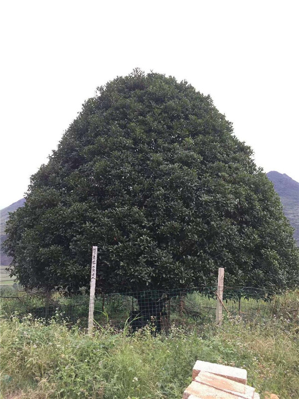 桂花基地