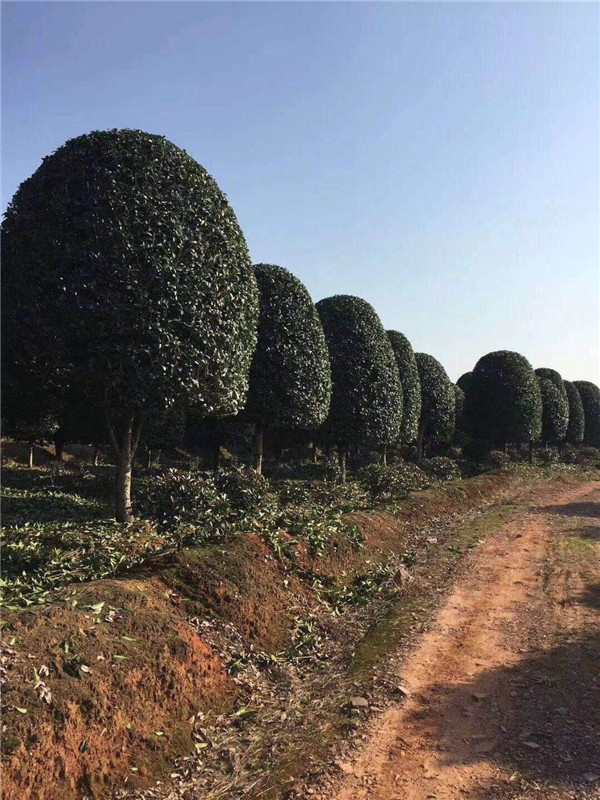 桂花基地