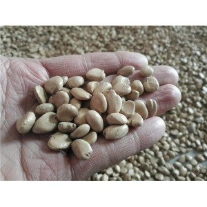 黑老虎（布福娜）种子
