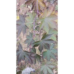 掌叶覆盆子苗