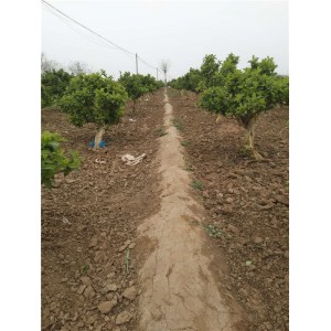 金银花树基地