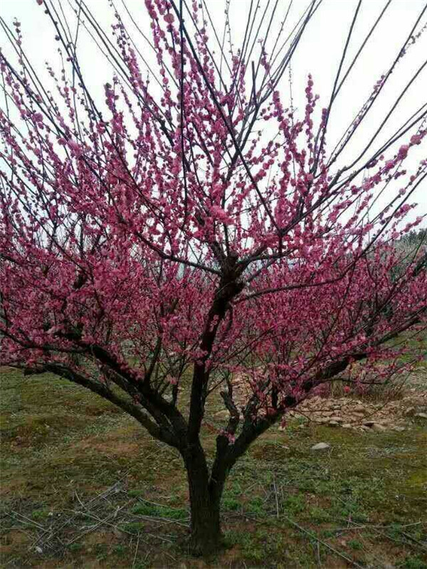 梅花树