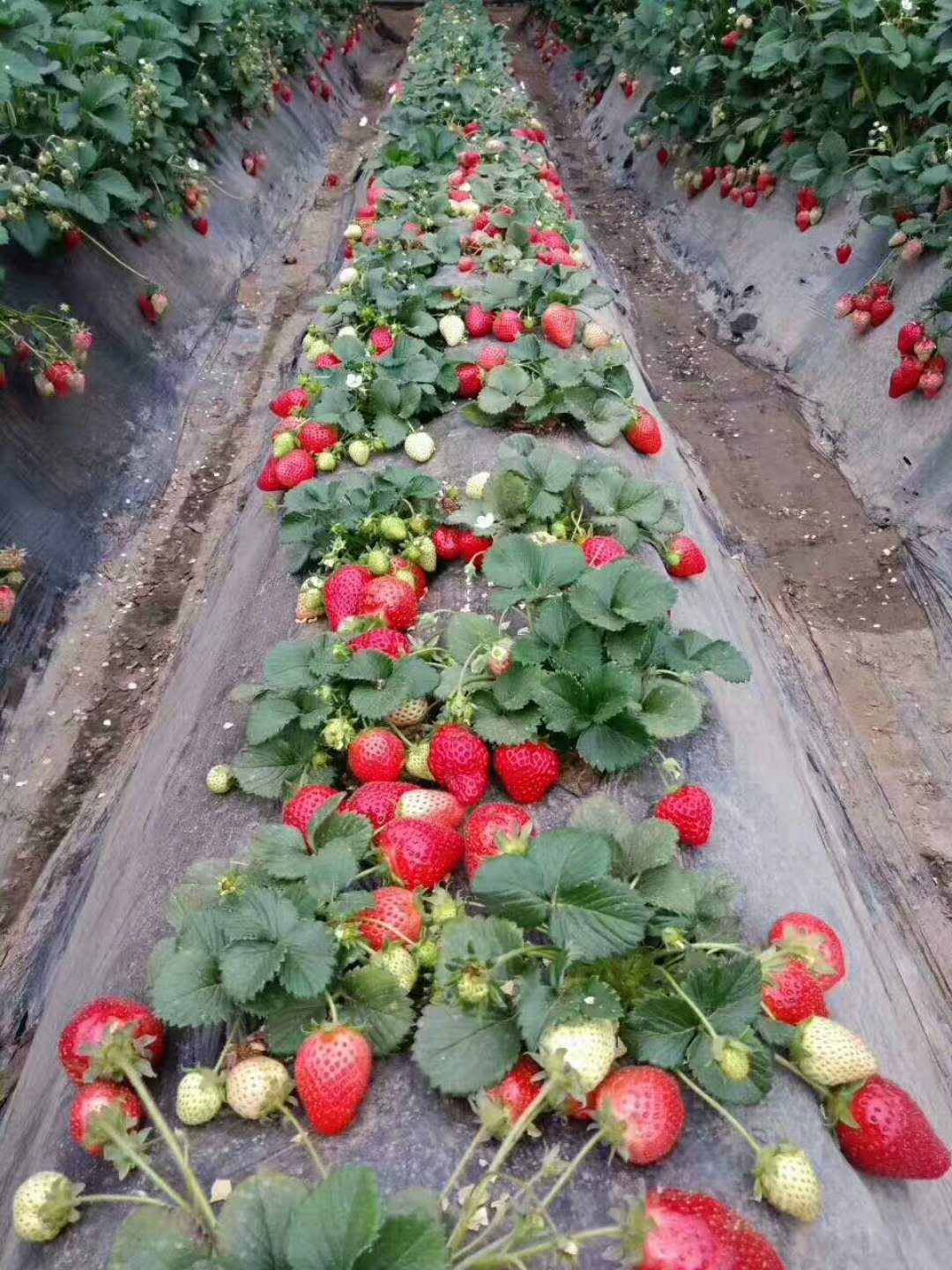 草莓脱毒组培苗