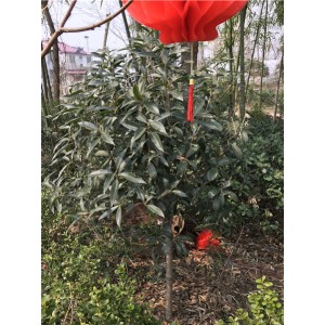 桂花