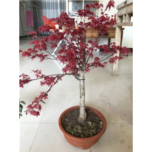 红枫