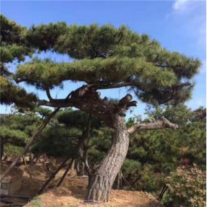 造型松供应商