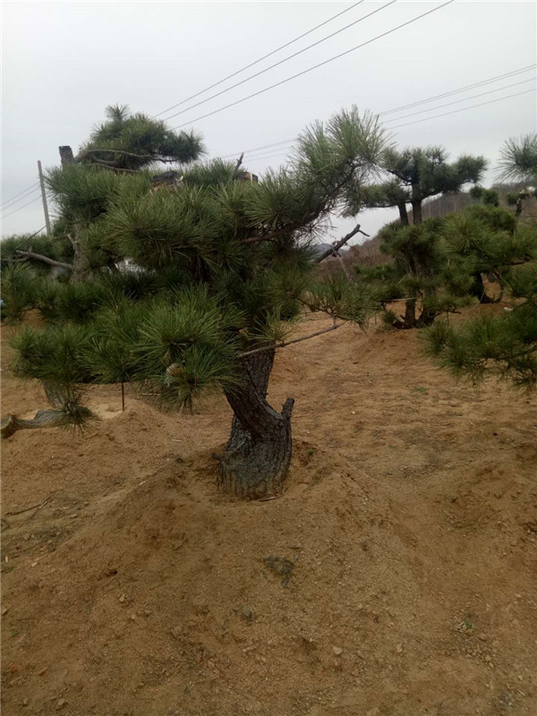 黑松桩基地