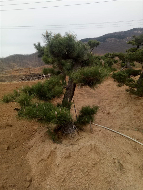 黑松桩批发