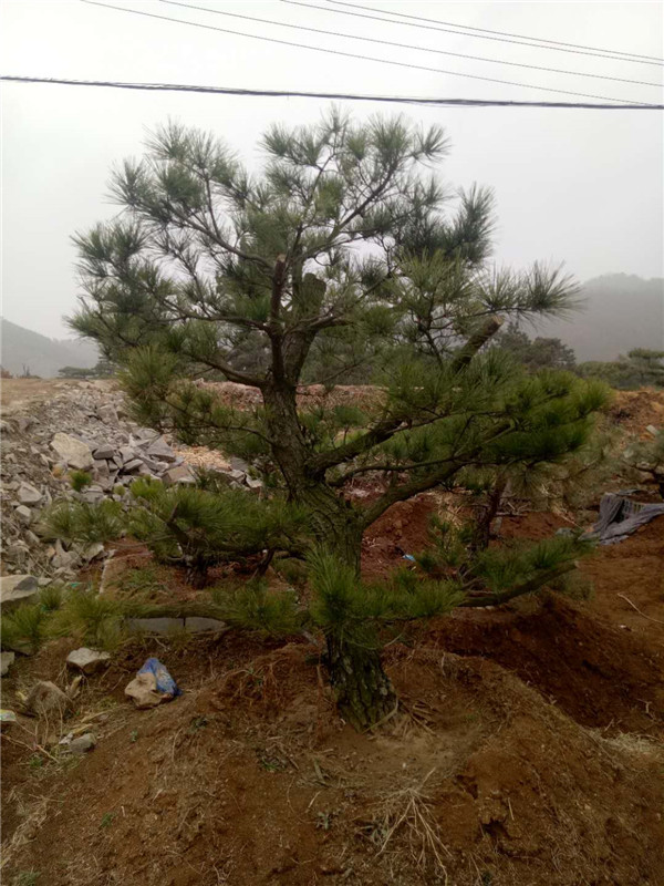 黑松桩供应商