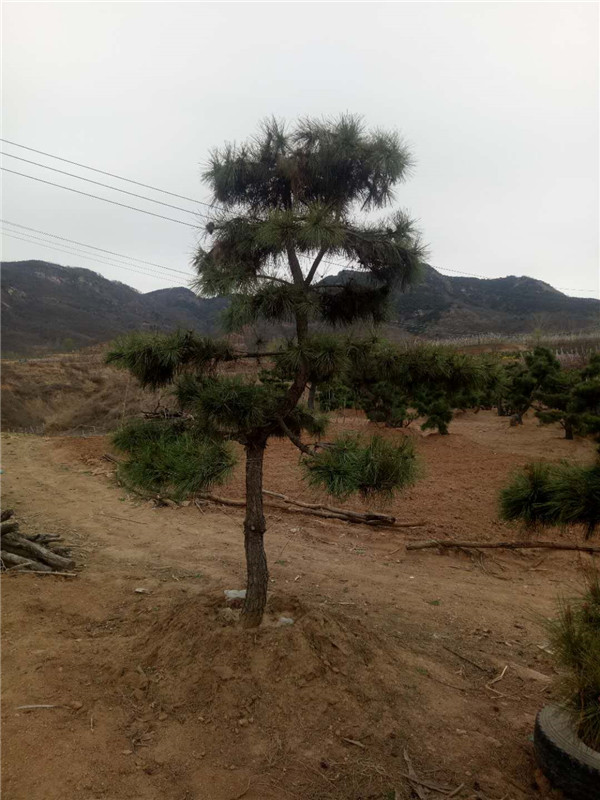 造型黑松