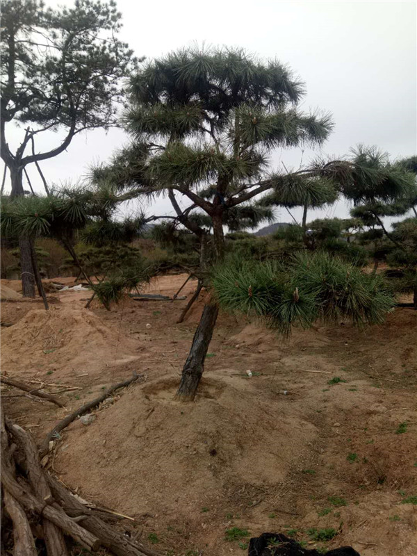造型黑松基地