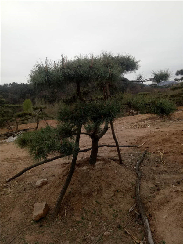 造型黑松批发