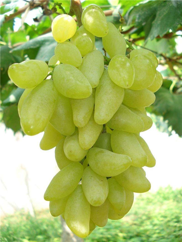 金手指葡萄苗