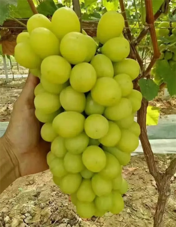 阳光玫瑰葡萄苗