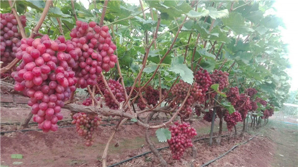 克伦生葡萄苗