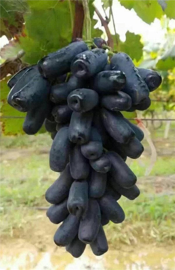 甜蜜蓝宝石葡萄苗