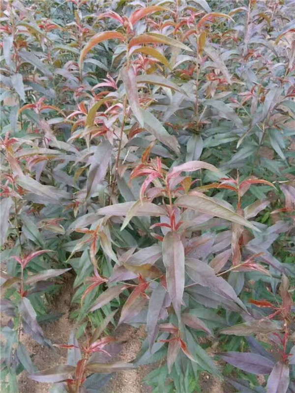 红叶碧桃