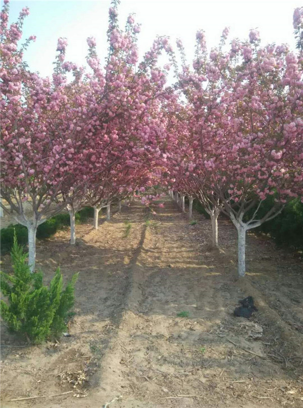 樱花
