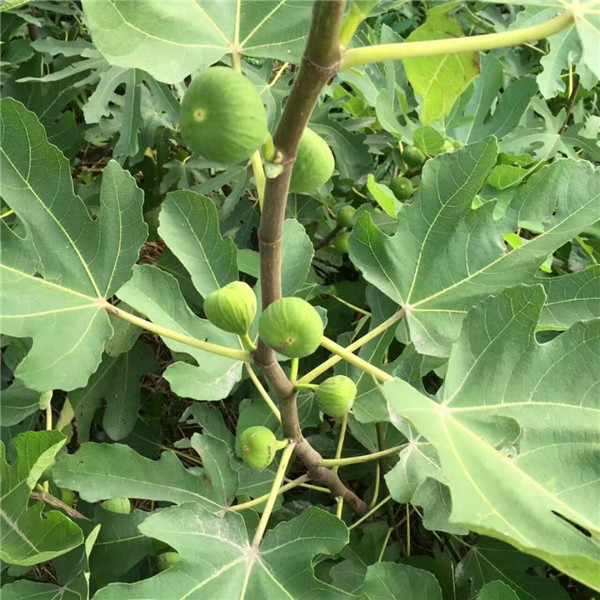 无花果苗