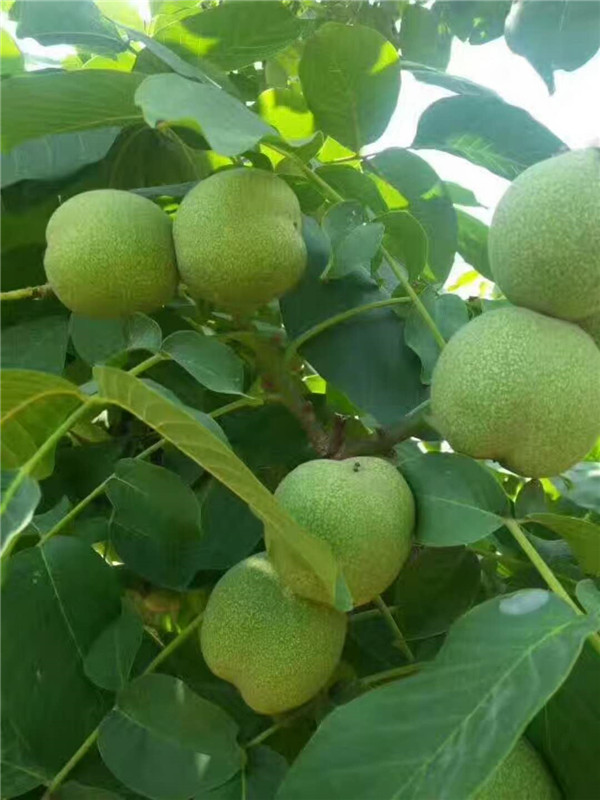 核桃苗