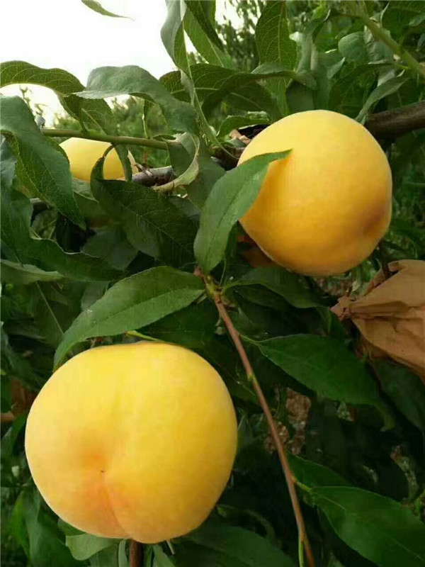 桃树苗