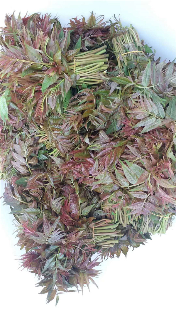 香椿苗