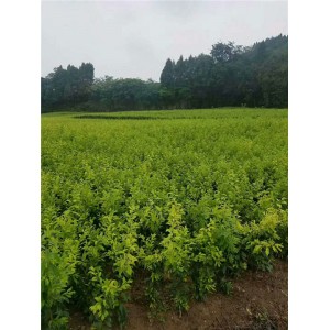 青脆李子苗