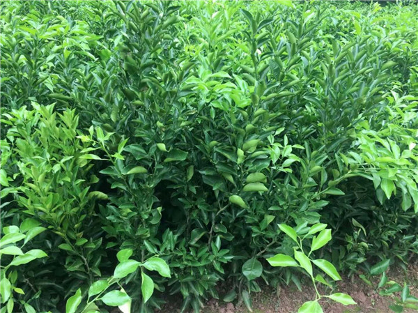 大雅柑1号苗