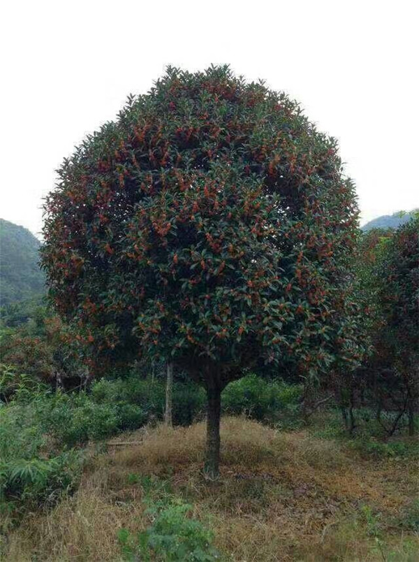 丹桂大树