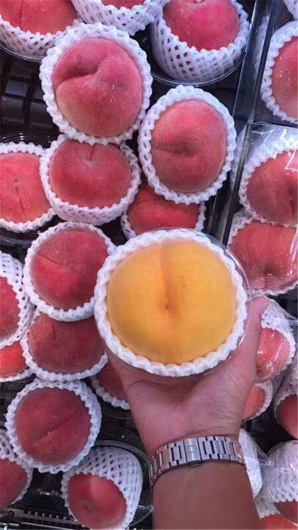 黄桃苗