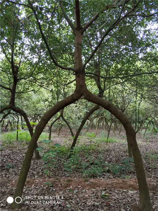 造型香樟树