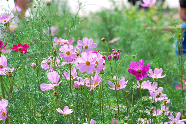 波斯菊