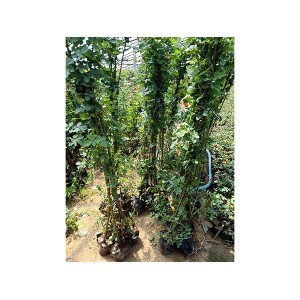 爬藤月季