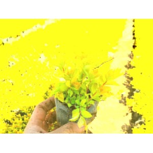 金叶绣线菊