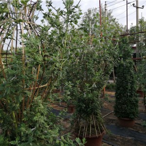 菊花种苗