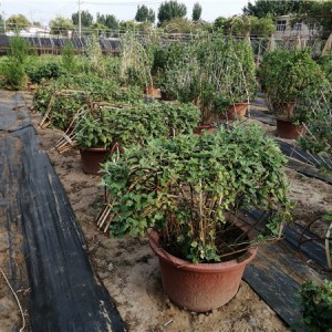 菊花种苗