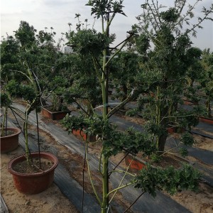 菊花种苗