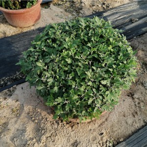 菊花种苗