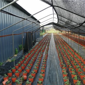 菊花种苗