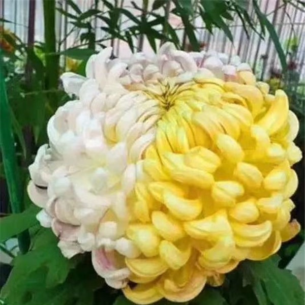 菊花种苗