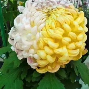 菊花种苗