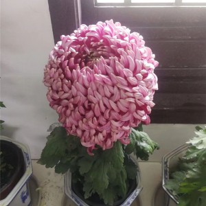 菊花种苗
