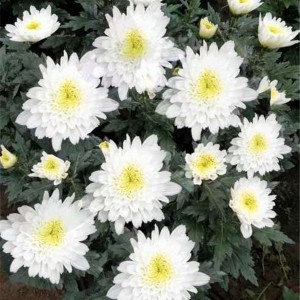 菊花种苗