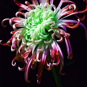 菊花种苗